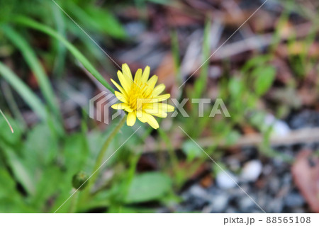 たんぽぽ 88565108