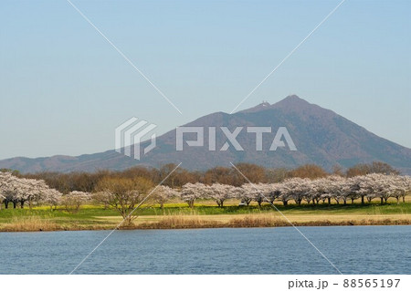 茨城県筑西市 青空を背景に母子島遊水池より筑波山を望む満開の桜と菜の花の咲く風景 茨城県筑西市 青空を背景に母子島遊水池より筑波山を望む満開の桜と菜の花の咲く風景 88565197
