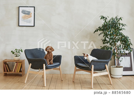 Cute purebred dogs sitting on armchairs in modern living room with potted plants and picture on wall Cute purebred dogs sitting on armchairs in modern living room with potted plants and picture on wall 88565680