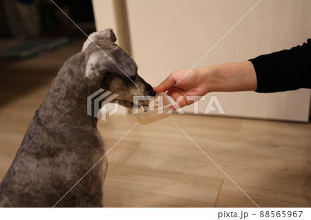 水分補給をするミニチュアシュナウザー 88565967