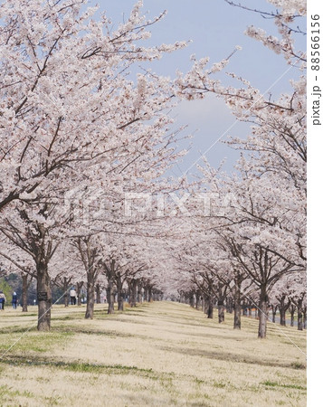 青空と満開の桜並木 88566156