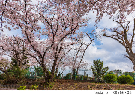世田谷散歩、春の桜めぐり奥沢、等々力エリア 世田谷散歩、春の桜めぐり奥沢、等々力エリア 88566309