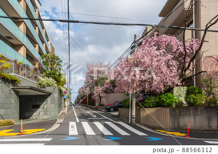 世田谷散歩、春の桜めぐり奥沢、等々力エリア 88566312