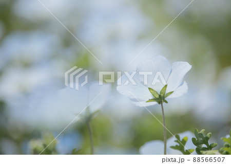 ネモフィラの花 88566507