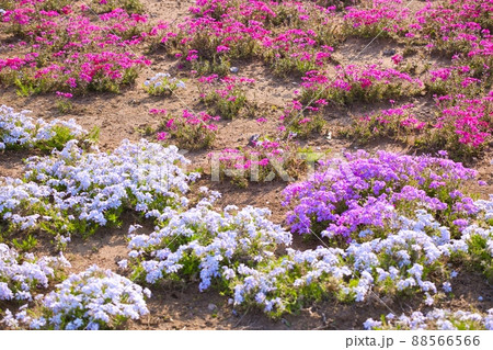 綺麗に咲き誇るシバザクラ 綺麗に咲き誇るシバザクラ 88566566