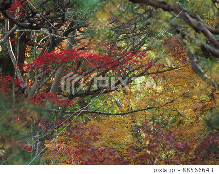 奈良公園も黄葉 88566643