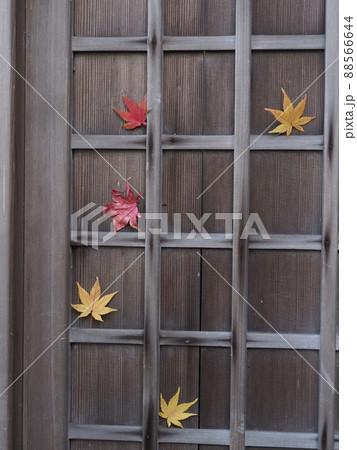 奈良の紅葉 奈良の紅葉 88566644