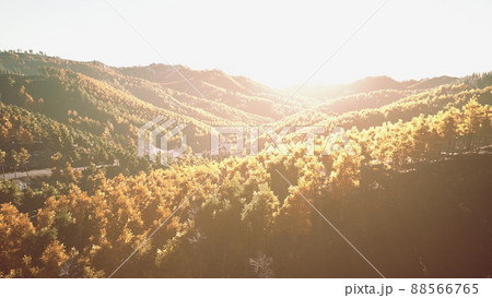 Beautiful orange and red autumn forest 88566765