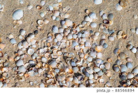 colorful sea shells background. Sea shells on sand. Summer beach background colorful sea shells background. Sea shells on sand. Summer beach background 88566894