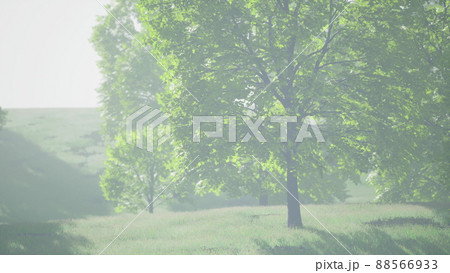The green mapple leaves in the summer The green mapple leaves in the summer 88566933