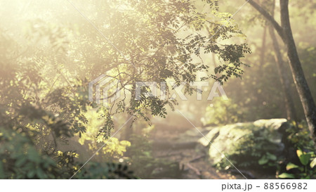 sunshine in a tropical forest sunshine in a tropical forest 88566982
