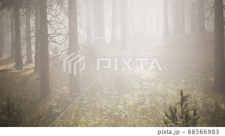Sunbeams in Natural Spruce Forest Sunbeams in Natural Spruce Forest 88566983