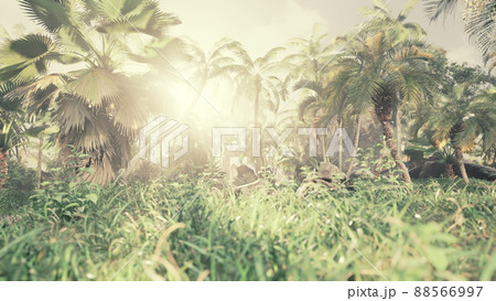 light ray in a Jungle rainforest light ray in a Jungle rainforest 88566997
