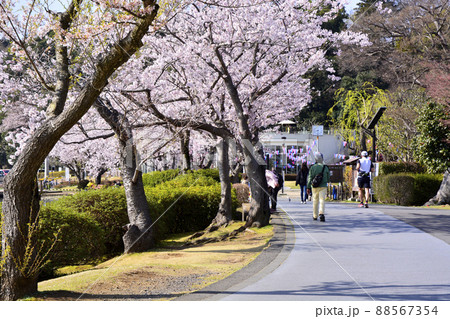 千波公園周回コースをジョギングする人々 千波公園周回コースをジョギングする人々 88567354