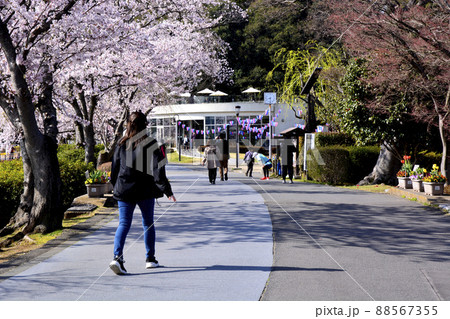 千波公園周回コースをジョギングする人々 千波公園周回コースをジョギングする人々 88567355