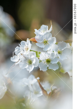 二十世紀梨の花（鳥取県湯梨浜町） 88567900