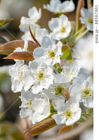 二十世紀梨の花（鳥取県湯梨浜町） 88567901