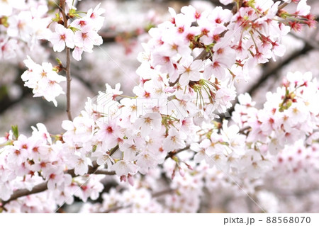 目黒川 桜 目黒川 桜 88568070