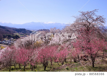 福島市 花見山 生け花の里 福島市 花見山 生け花の里 88568366