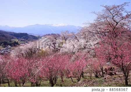 福島市 花見山 生け花の里 福島市 花見山 生け花の里 88568367