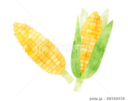 水彩風に加工したトウモロコシのイラストセット 水彩風に加工したトウモロコシのイラストセット 88568456