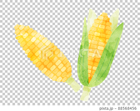 水彩風に加工したトウモロコシのイラストセット 水彩風に加工したトウモロコシのイラストセット 88568456