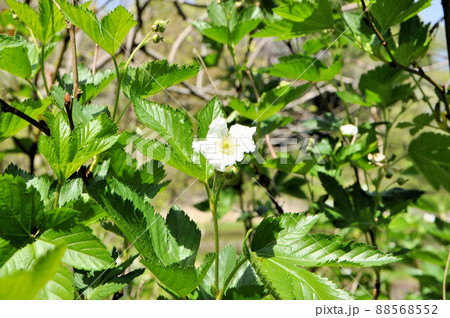 カジイチゴの花 88568552