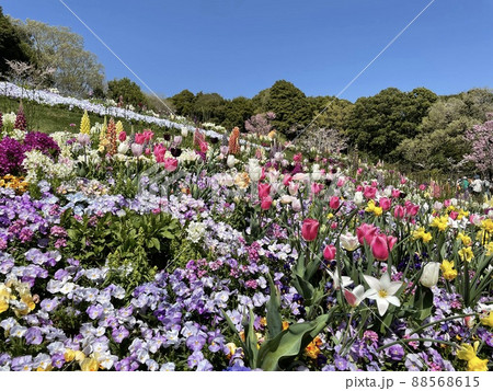 《横浜里山ガーデン》春の花壇・満開の花 88568615