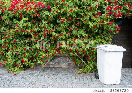 Red tea rose fence. Fence decoration from prying eyes. 88568720