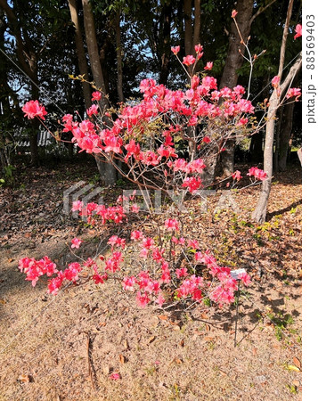 春の木々 88569403