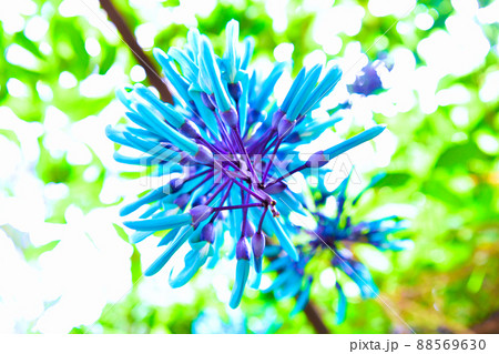 ヒスイカズラ 88569630