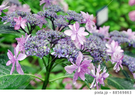 ピンクのアジサイ（墨田の花火）の写真素材 [88569863] - PIXTA