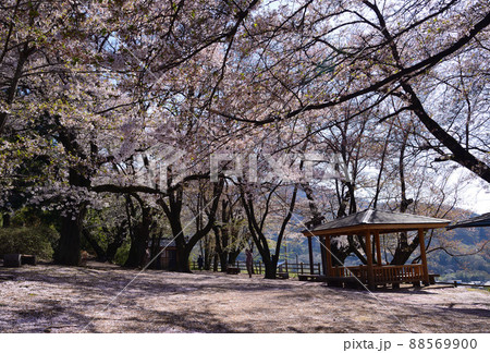 桜咲く山梨県笛吹市 88569900
