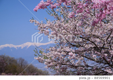 桜咲く山梨県笛吹市 桜咲く山梨県笛吹市 88569901