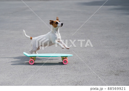 The dog rides a penny board outdoors. Jack russell terrier performing tricks on a skateboard 88569921
