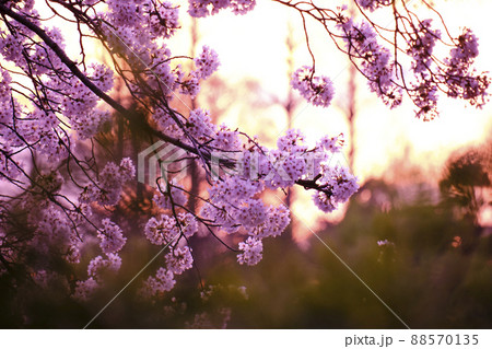 満開に花を咲かせた公園の桜の木 満開に花を咲かせた公園の桜の木 88570135