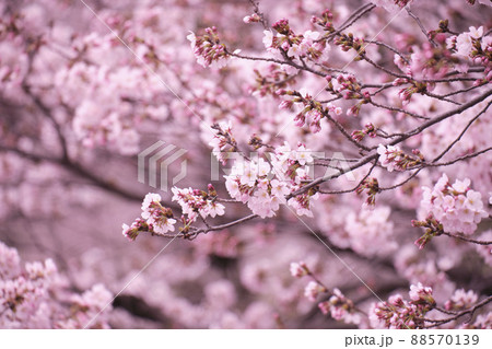 満開に花を咲かせた公園の桜の木 満開に花を咲かせた公園の桜の木 88570139