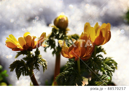 福寿草の花 福寿草の花 88570257