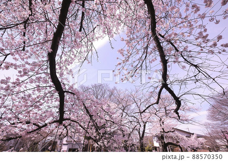 満開に花を咲かせた公園の桜の木 88570350