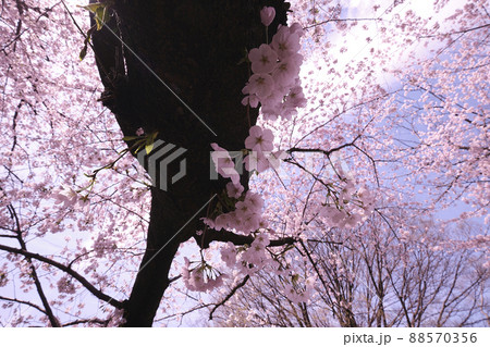 満開に花を咲かせた公園の桜の木 満開に花を咲かせた公園の桜の木 88570356