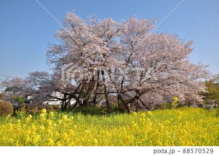 狩宿の下馬桜220410pm3:21 狩宿の下馬桜220410pm3:21 88570529