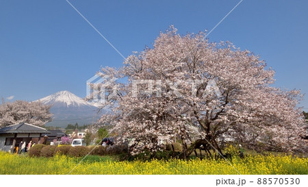 狩宿の下馬桜220410pm3:24 88570530