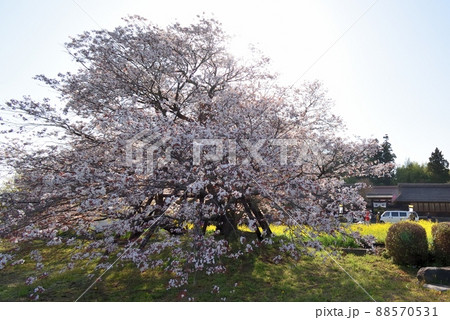 狩宿の下馬桜220410pm3:27 88570531