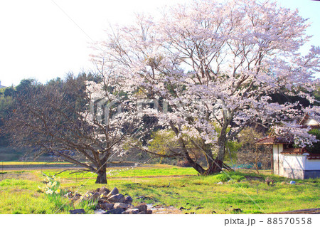 桜の咲く場所 88570558