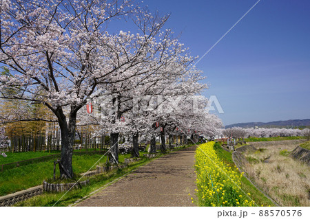 桜並木の道・木津川市 88570576