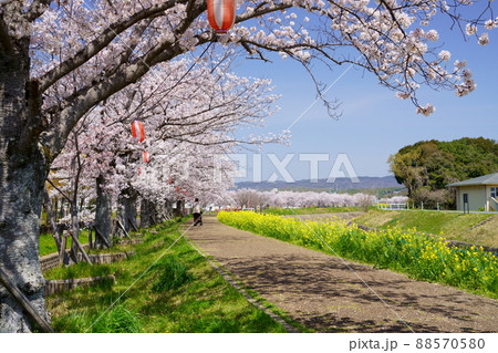 桜並木の道・木津川市 桜並木の道・木津川市 88570580