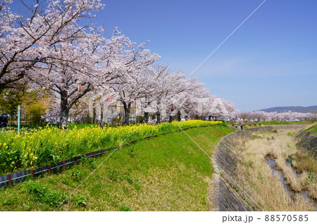 桜並木と菜の花のの遊歩道・京都府木津川市 88570585