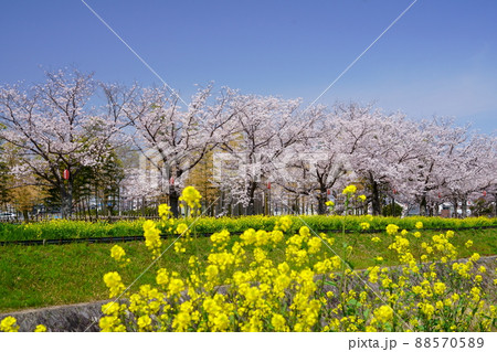 桜並木の道・木津川市 88570589