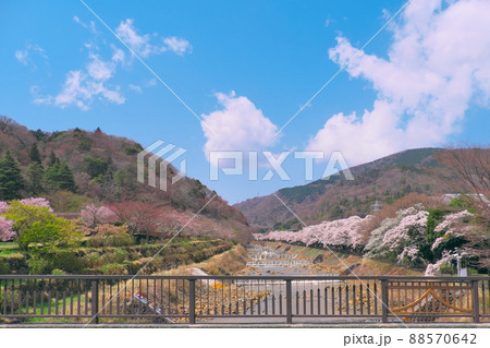 箱根町早川堤の桜 箱根町早川堤の桜 88570642