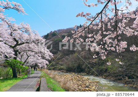 箱根町早川堤の桜 箱根町早川堤の桜 88570644